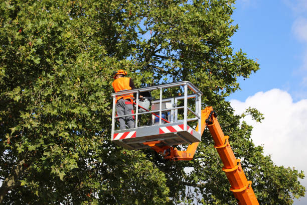 Trusted Hobbs, NM Tree Care Services Experts